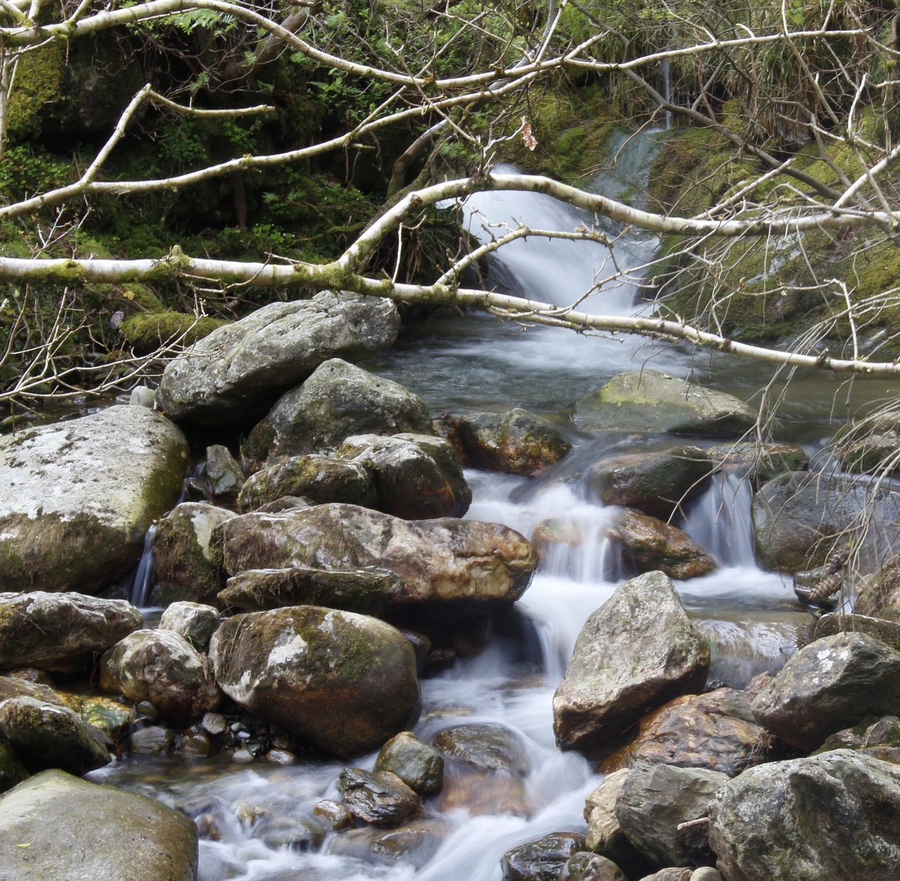 Cailleach