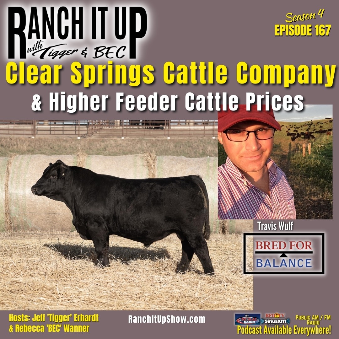 This Is What Feeder Cattle Are Selling For & Seedstock Based On Balance Ranch It Up Radio Show