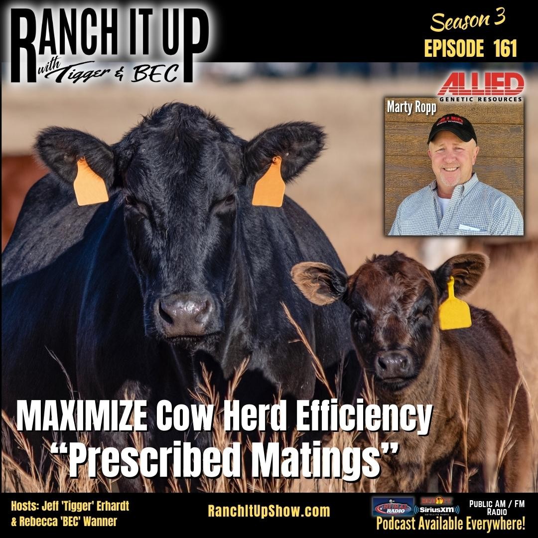 This Is How To Make The Cow Herd More Profitable & Efficient Ranch It