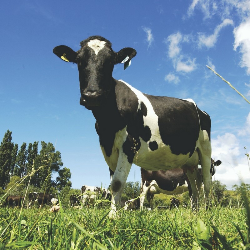 Managing the risk of Mycoplasma bovis during the winter grazing season: Richard Laven of Massey University