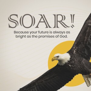 Soar!