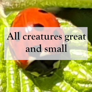 0003 - All creatures great and small