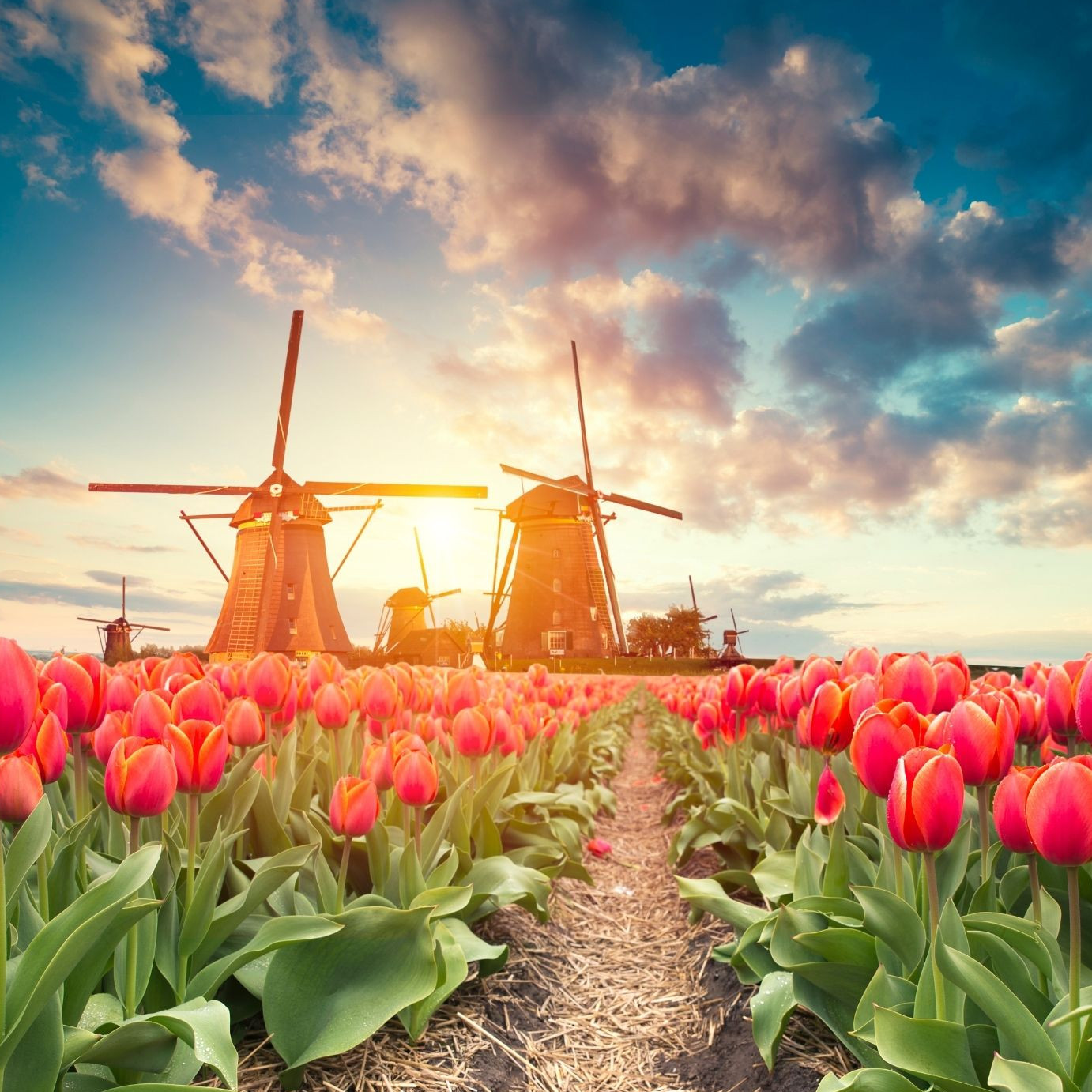 Trailer - How to get married in Holland