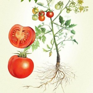 Il Processo ai Pomodori