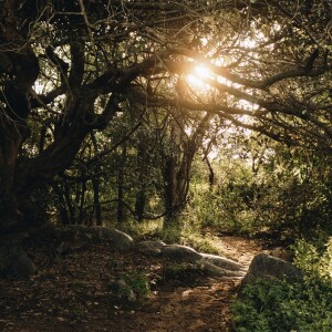 Guided Meditation Music to Calm Your Mind, Relax Your Body, Soul and Cure Insomnia