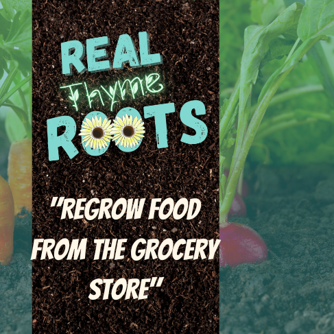 Real Thyme Roots