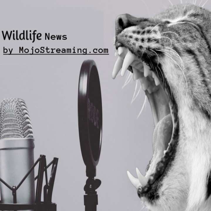 Wildlife Broadcast brought to you by MojoStreaming.com
