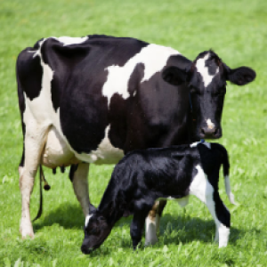 Michael Steele - performance and behavioural effects of separating dairy cows and their calves at birth