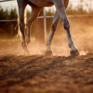 Laura Pratley - In horses with osteoarthritis, is mesenchymal stem cell therapy more effective at managing lameness than intra-articular corticosteroids?