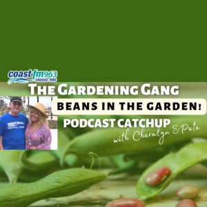 Growing Beans - Show Catch Up Episode