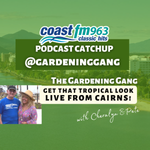 Get that Tropical Feeling - Live from Cairns