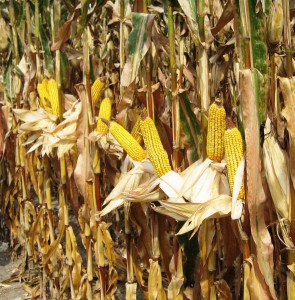 Tractor Time Episode 12: Edwin Blosser, Farmer & Founder of Midwest Bio-Systems