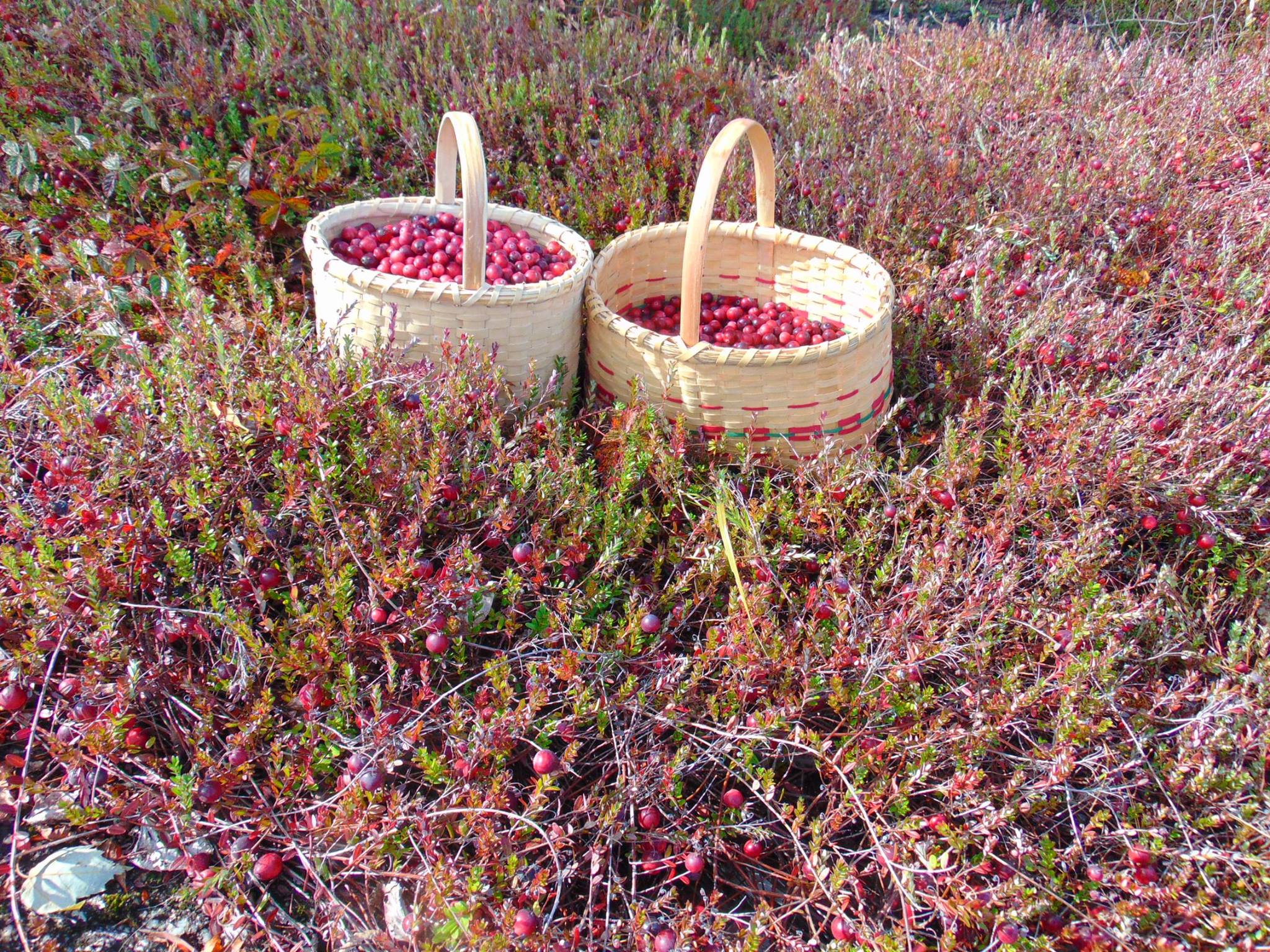 Trails, Tales, and Spruce Tea