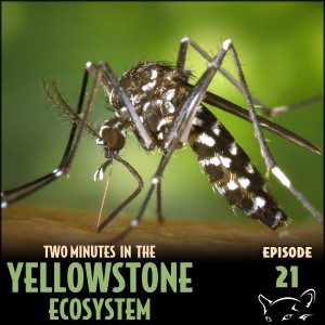 Episode 21: West Nile Virus