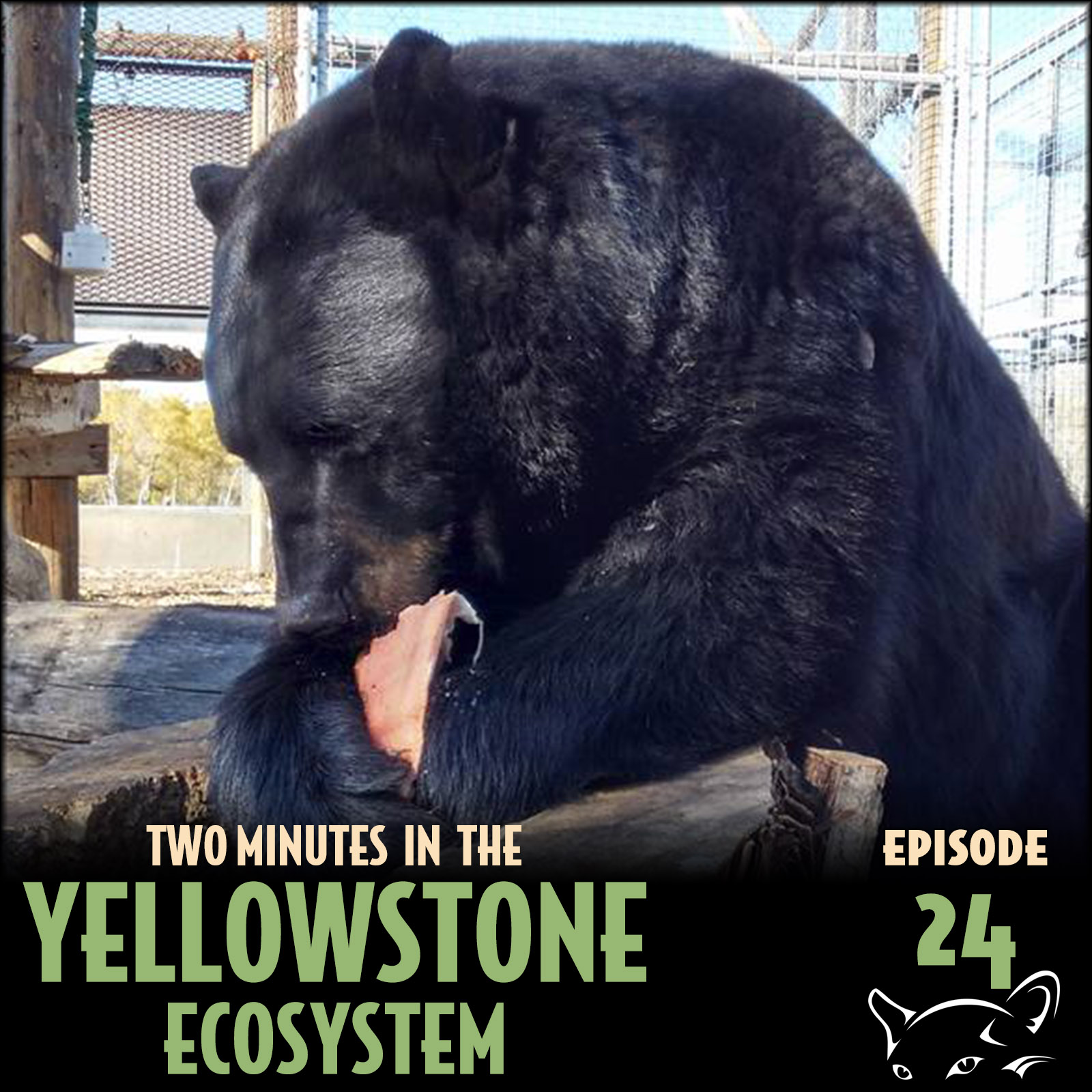 Episode 24: Hyperphagic Bears