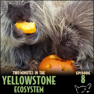 Episode 8: Behavioral Enrichment