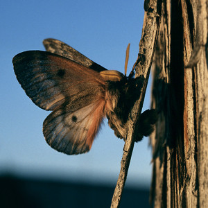 What‘s a pandora moth?