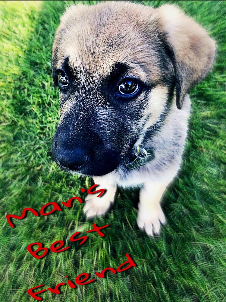 Man's Best Friend
