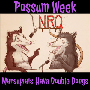 Possum Week - Marsupials Have Double Dongs