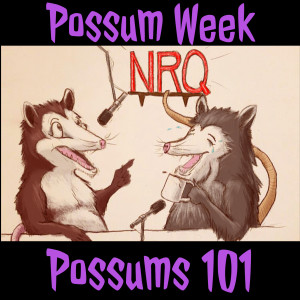 Possum Week - Possums 101