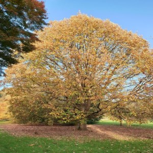 Tree meditation - Beate - 22 min - EN