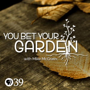 Why were my tomato plant so bad this summer? Plus, tips and tricks on