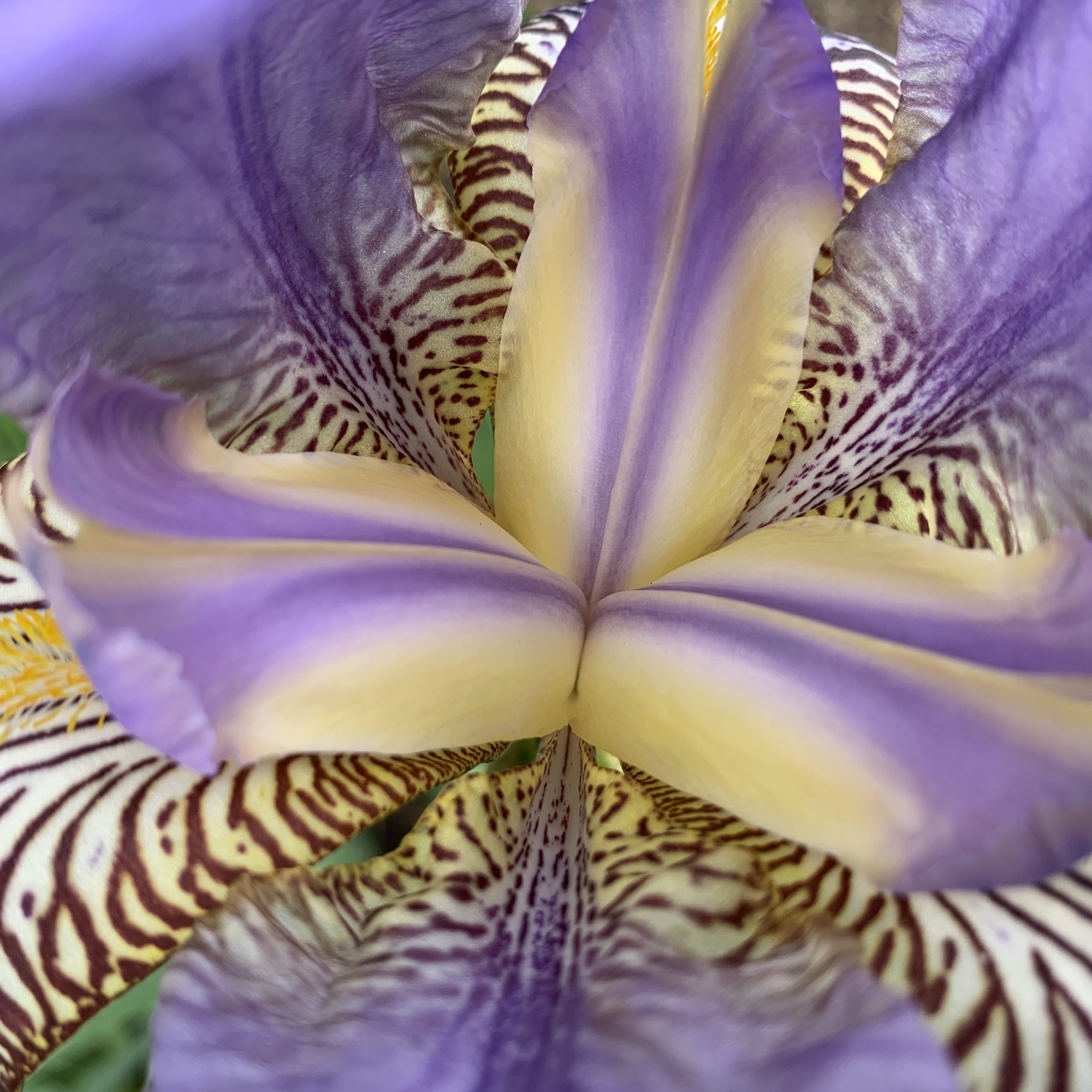 Purple Honey