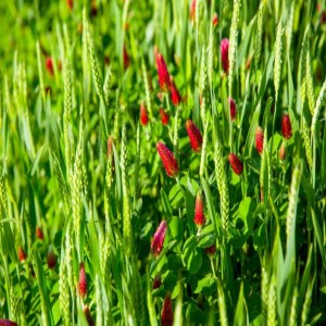 Cover Crops