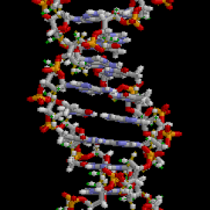 The Basics of DNA