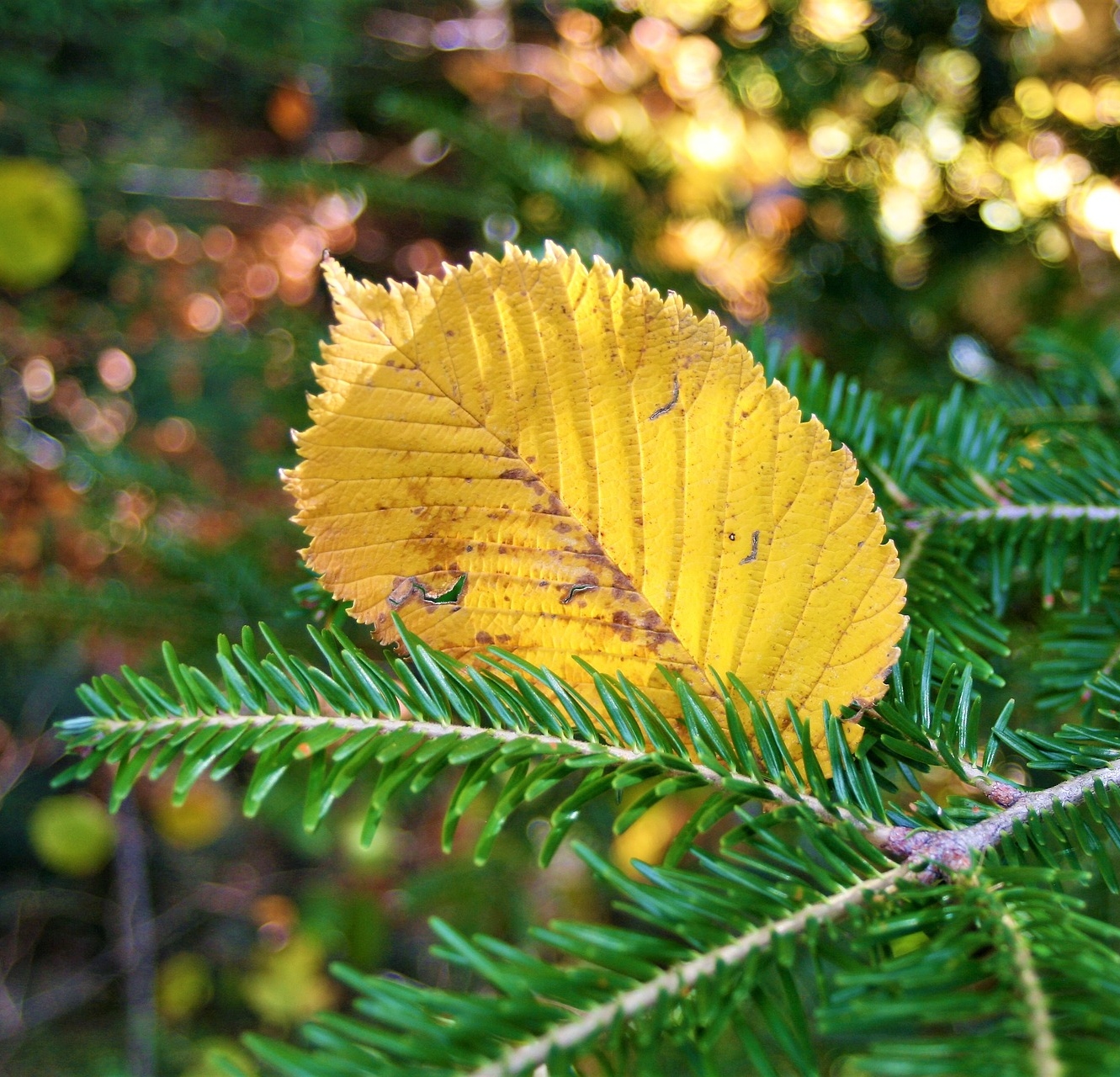 Why the Evergreen Trees Never Lose Their Leaves