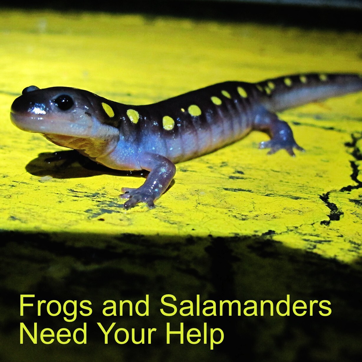 Frogs and Salamanders Need Your Help Citizen Science Lyssna här