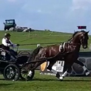 Sammanfattning från Malmö City Horsedriving