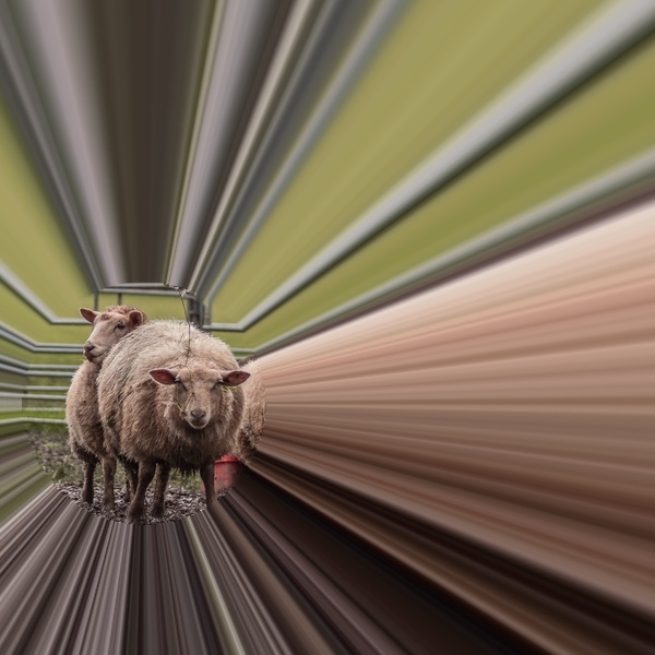 Episode 11: The role of sheep in science fiction Episode 11: The role of sheep in science fiction