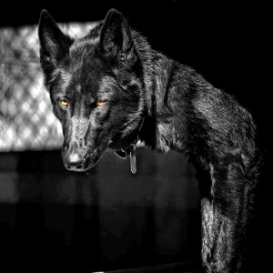 Wolf-dog rescues and infiltrating the trapping world of Montana -Apex Protection Project