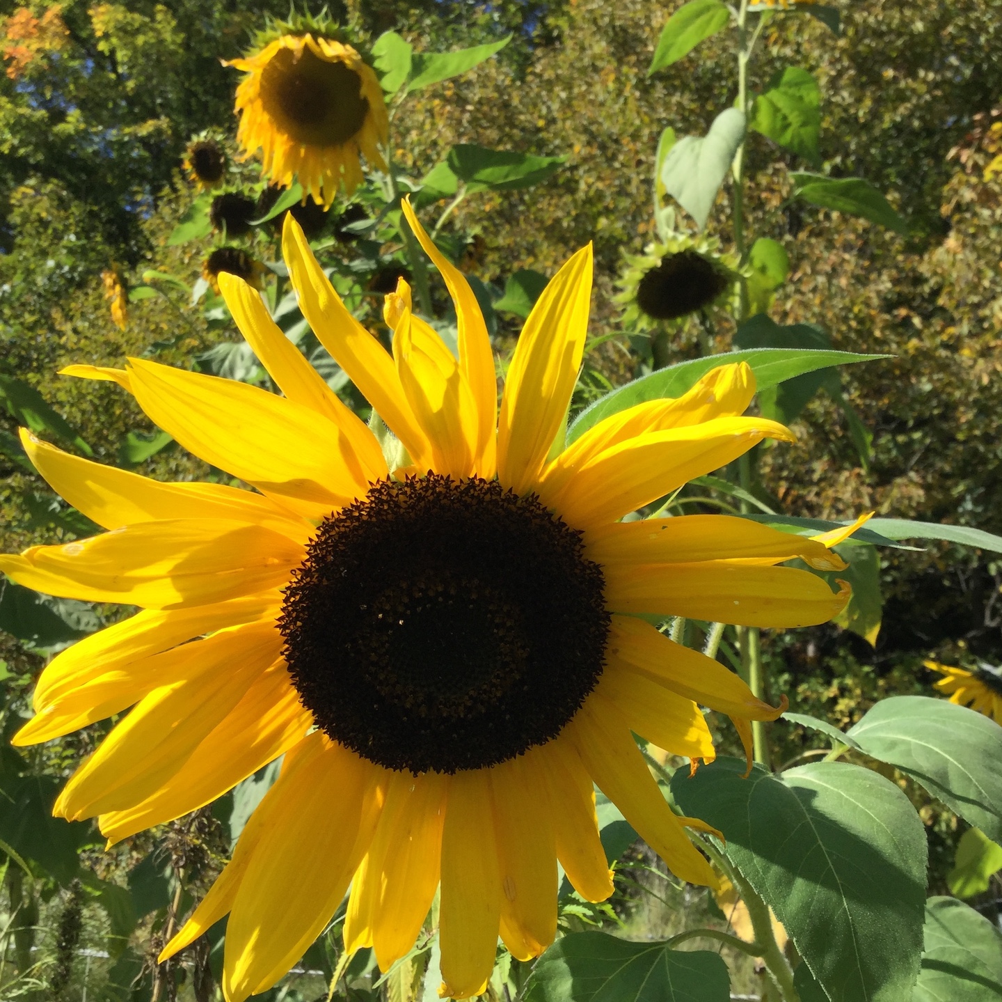 Seed Stories