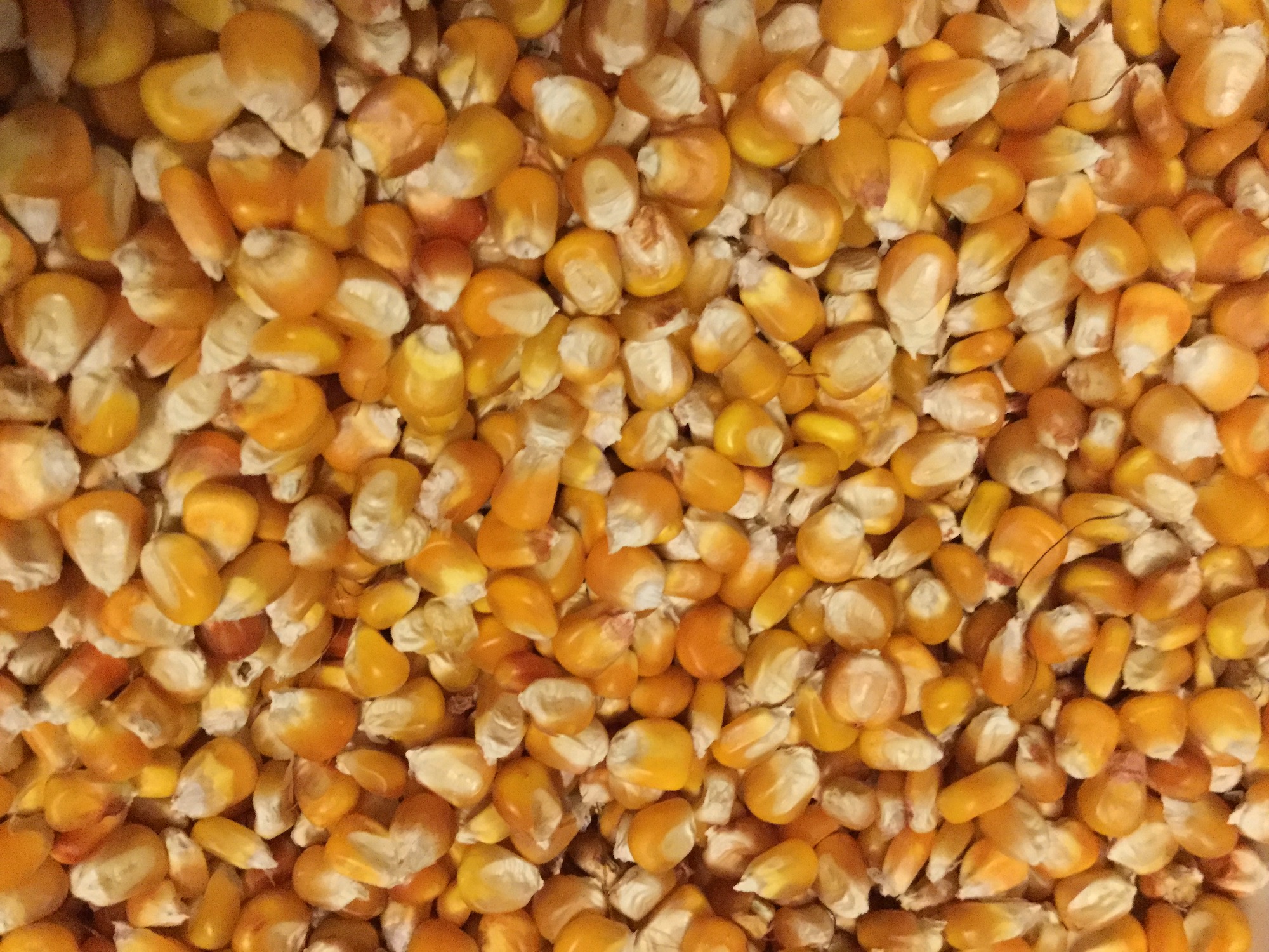 Seed Stories