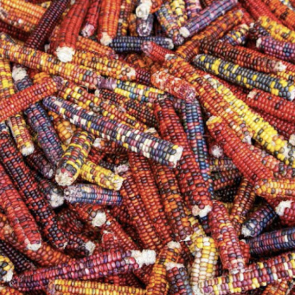 Seed Stories
