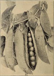 Seed Stories