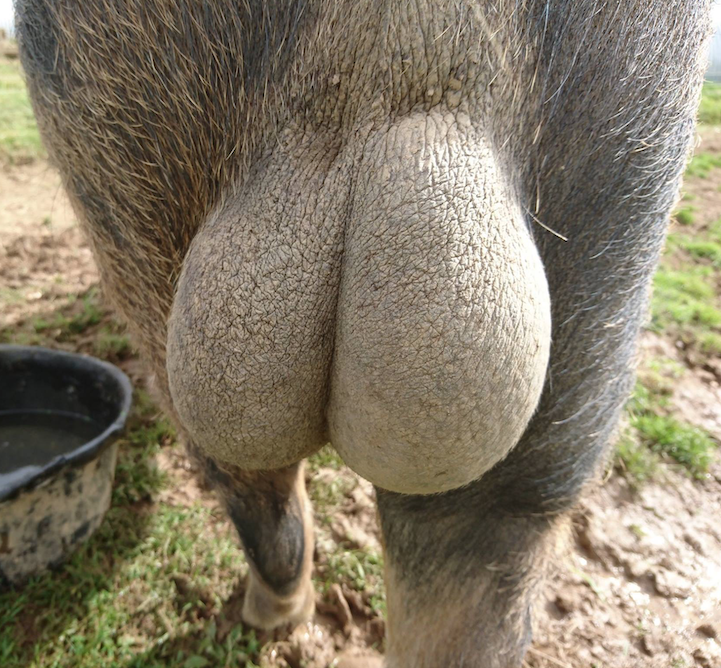 Oxford Sandy Black Pig Group PigCast