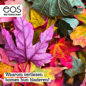 Waarom verliezen bomen hun bladeren? - Vraag Het Aan | Eos Wetenschap