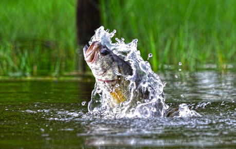 The Sporting Shoppe\'s Podcast