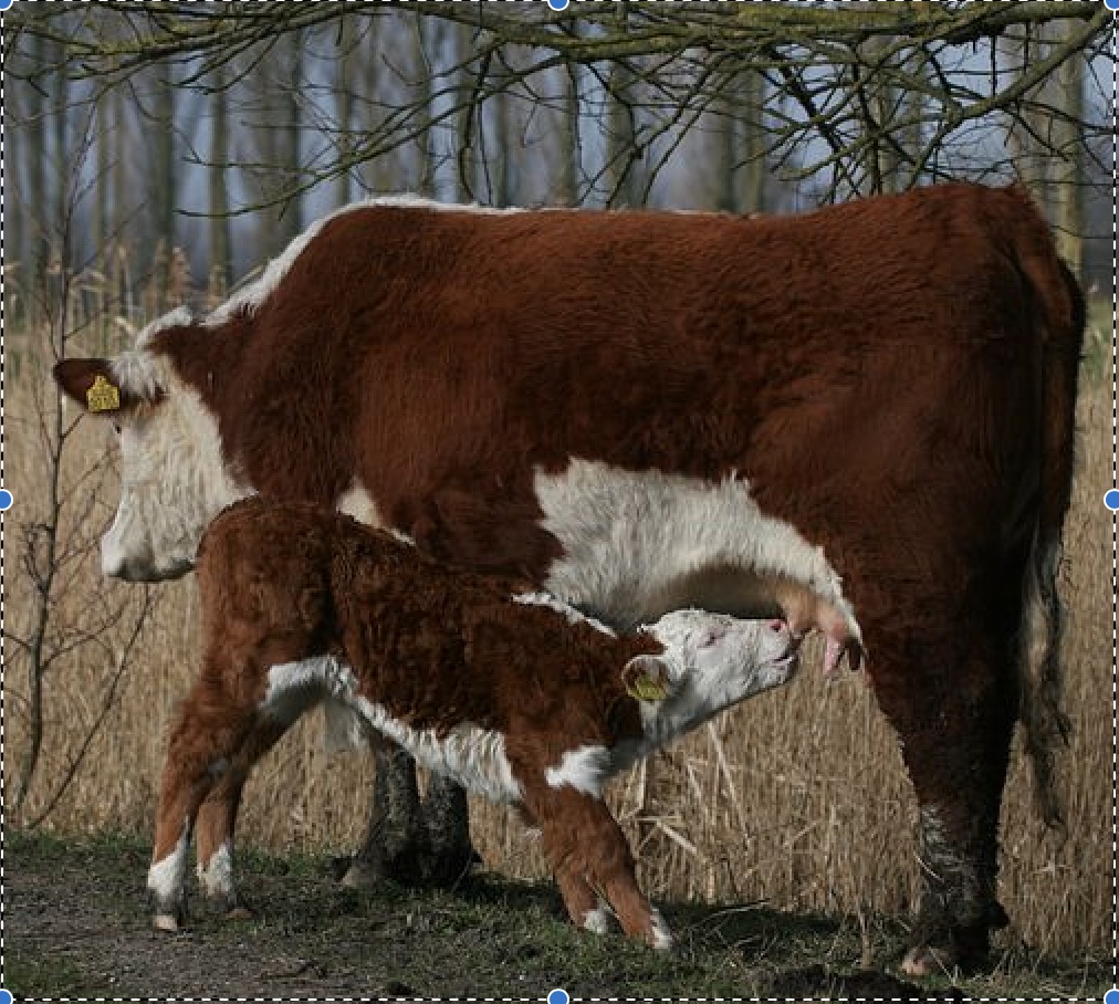 TED WISHON - Cattle Producers of Washington on the WA State Animal Identification System