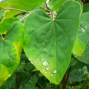 The Life of a Leaf