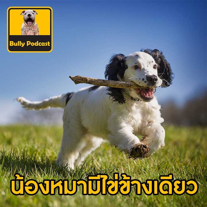 น้องหมามีไข่ข้างเดียว The Cutedog’s Podcast EP 24 น้องหมามีไข่ข้างเดียว The Cutedog’s Podcast EP 24