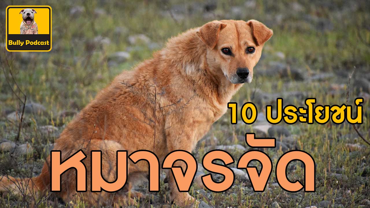 10 ประโยชน์การเลี้ยงหมาจรจัด The Cutedog’s Podcast EP 20 10 ประโยชน์การเลี้ยงหมาจรจัด The Cutedog’s Podcast EP 20