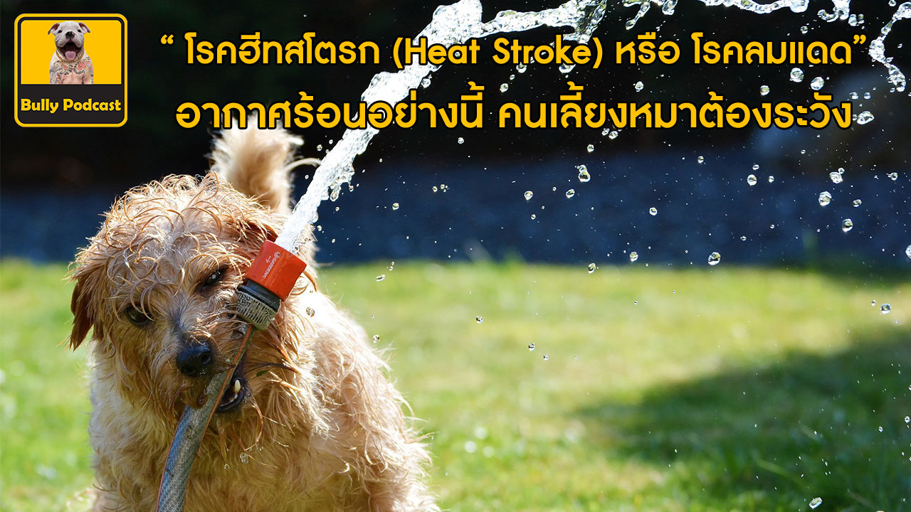 อากาศร้อน คนเลี้ยงหมาระวัง โรคฮีทสโตรก (Heat Stroke) หรือ โรคลมแดด The Cutedog’s Podcast EP 16 อากาศร้อน คนเลี้ยงหมาระวัง โรคฮีทสโตรก (Heat Stroke) หรือ โรคลมแดด The Cutedog’s Podcast EP 16