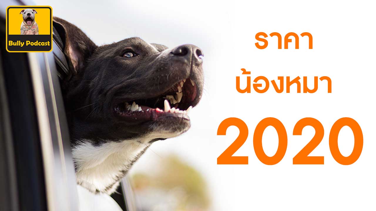 อัพเดทราคาสุนัข ปี 2020 หลังจากวิกฤติราคาสายพันธุ์ไหนจะลงหรือจะขึ้น The Cutedog’s Podcast EP 19 อัพเดทราคาสุนัข ปี 2020 หลังจากวิกฤติราคาสายพันธุ์ไหนจะลงหรือจะขึ้น The Cutedog’s Podcast EP 19