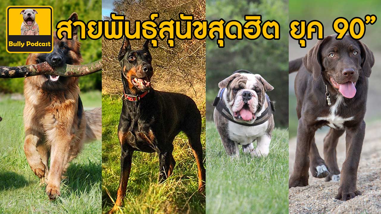 สายพันธุ์สุนัขสุดฮิต ยุค 90” The Cutedog’s Podcast EP 23 สายพันธุ์สุนัขสุดฮิต ยุค 90” The Cutedog’s Podcast EP 23