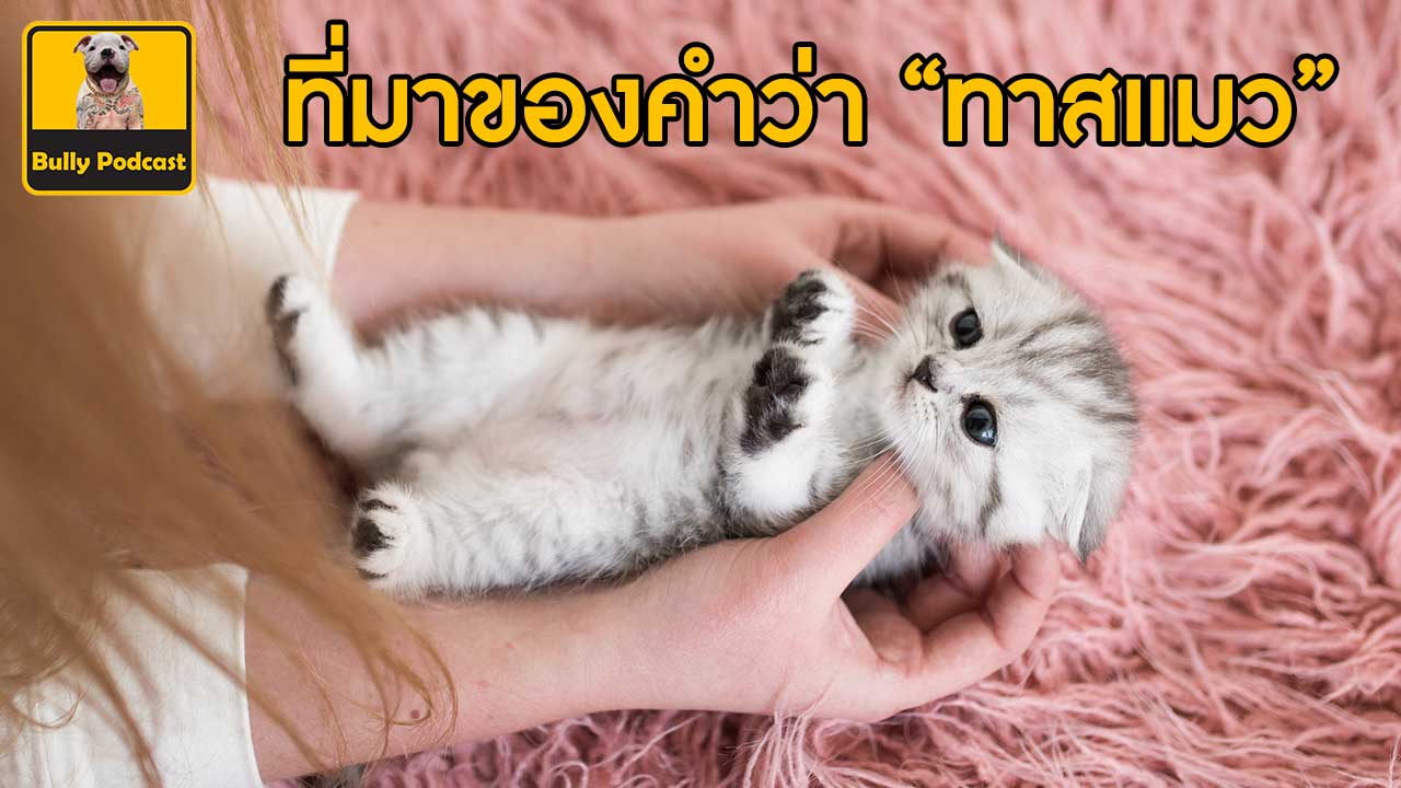 ที่มาของคำว่าทาสแมว The Cutedog’s Podcast EP 22 ที่มาของคำว่าทาสแมว The Cutedog’s Podcast EP 22