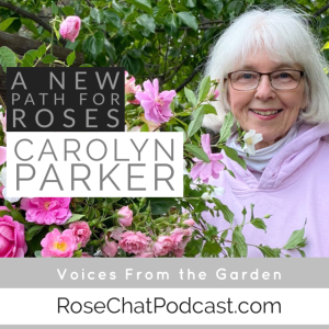 A New Path For Roses | Carolyn Parker | Voices From The Garden